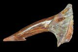 Cretaceous Giant Sawfish (Onchopristis) Rostral Barb #72719-1